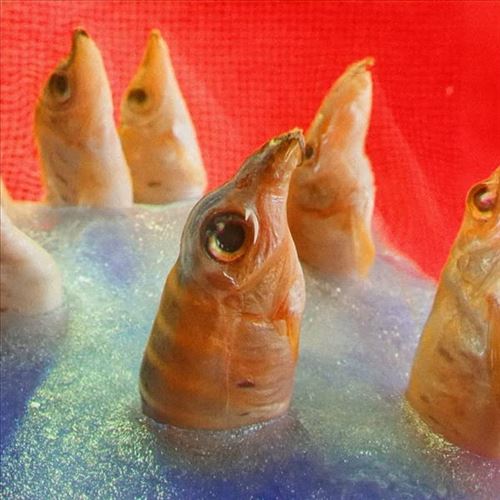 Freedomspacecake cover art