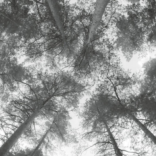 Traveller Song / Thanksong cover art