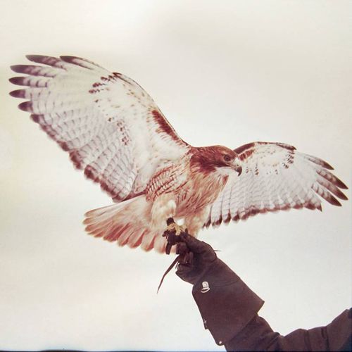 Wild Birds cover art