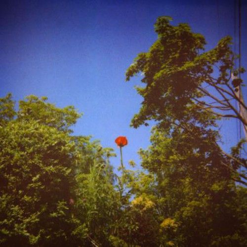Sonnet cover art