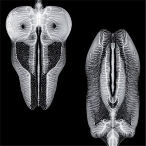 Dances in Dreams of the Known Unknown [LP] cover art