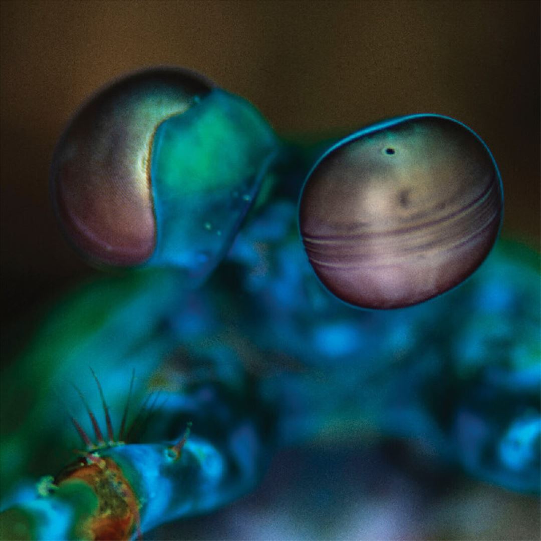 Amasia: Anamibia Sessions 2 cover art