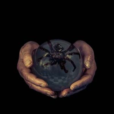 Spider's Eyes cover art