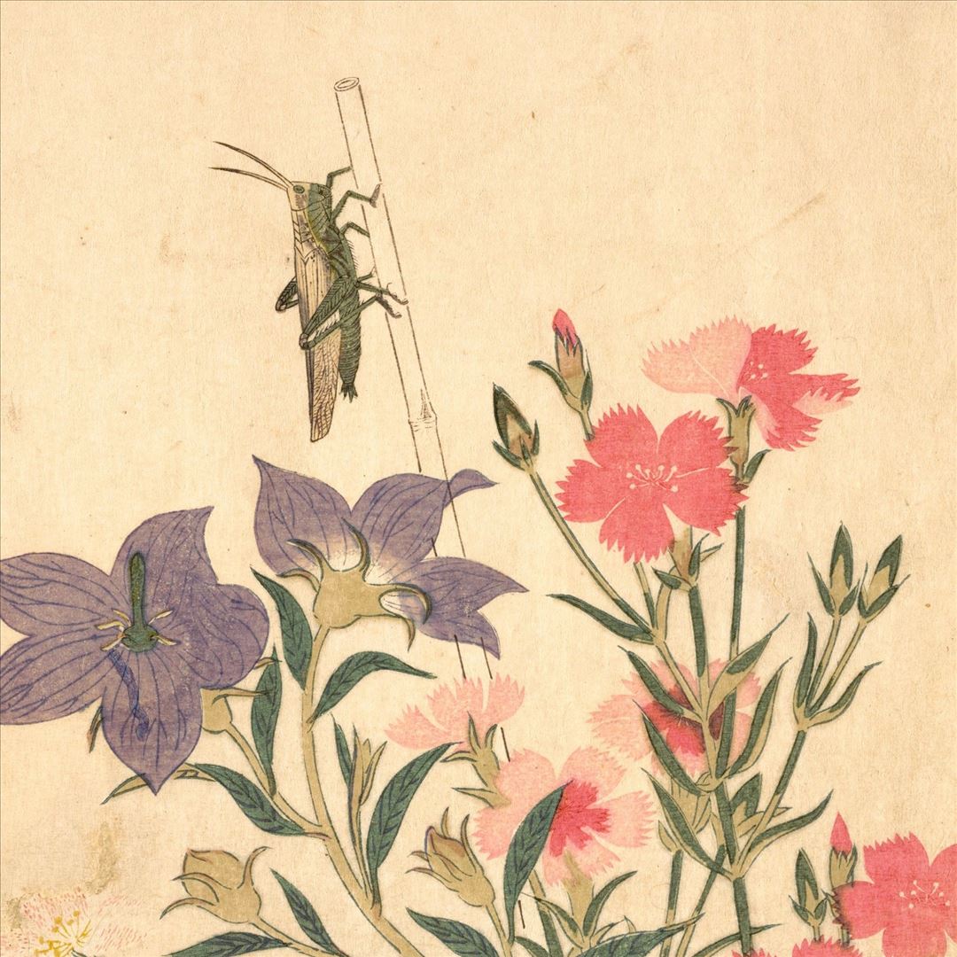 Entomongaku II cover art