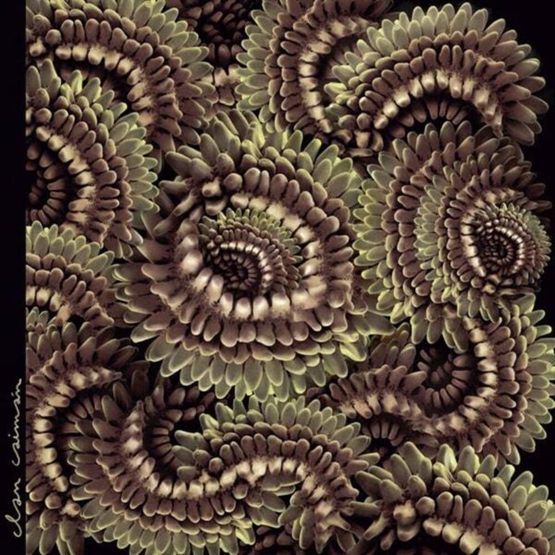 Pica Pau cover art