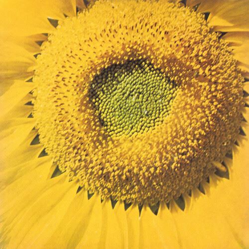 Girassol cover art