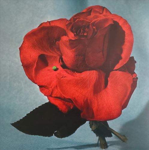 Up on Gravity Hill cover art