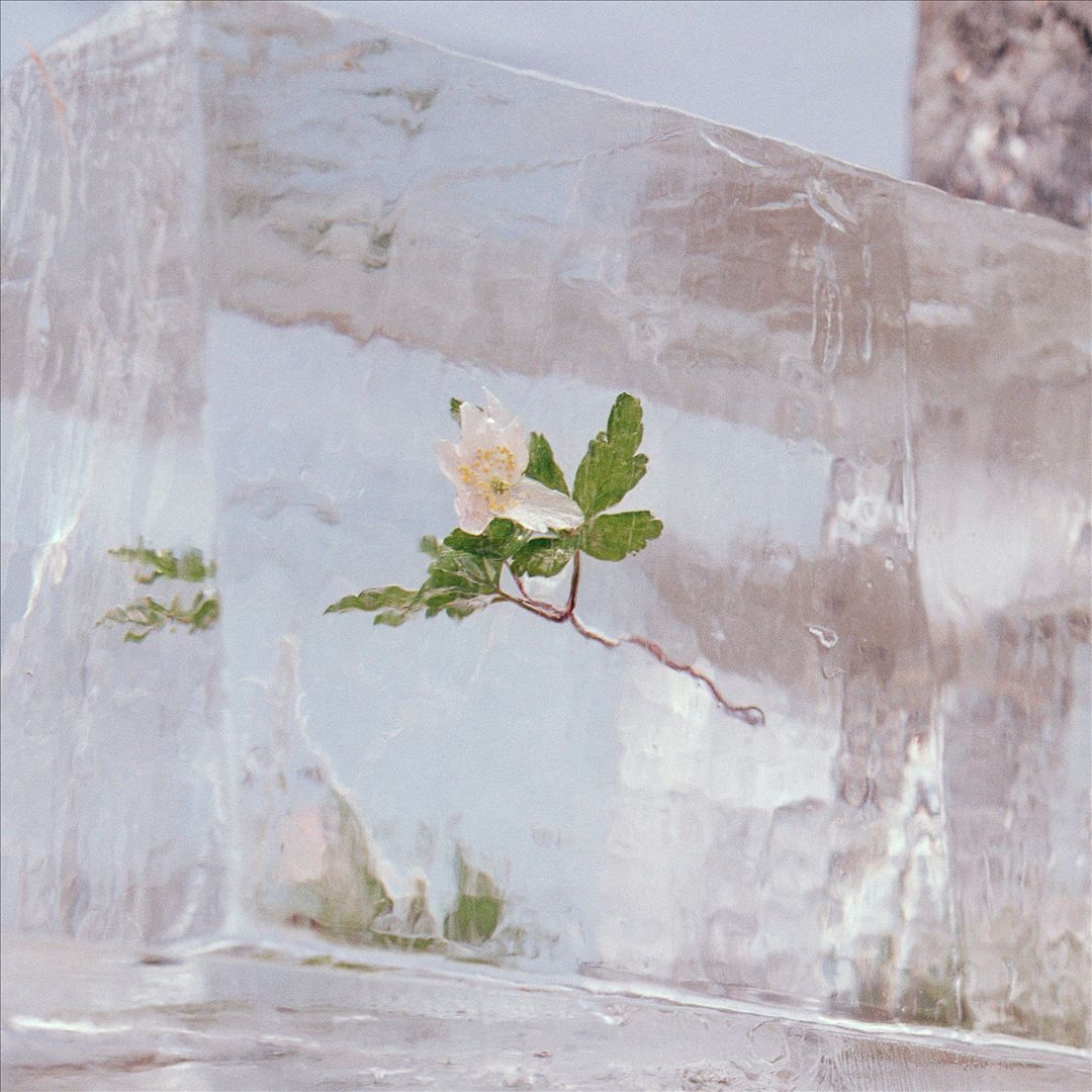 Windflowers cover art