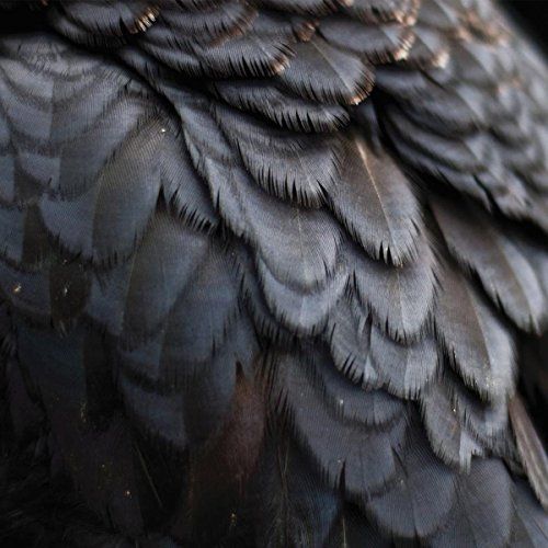 Bird cover art