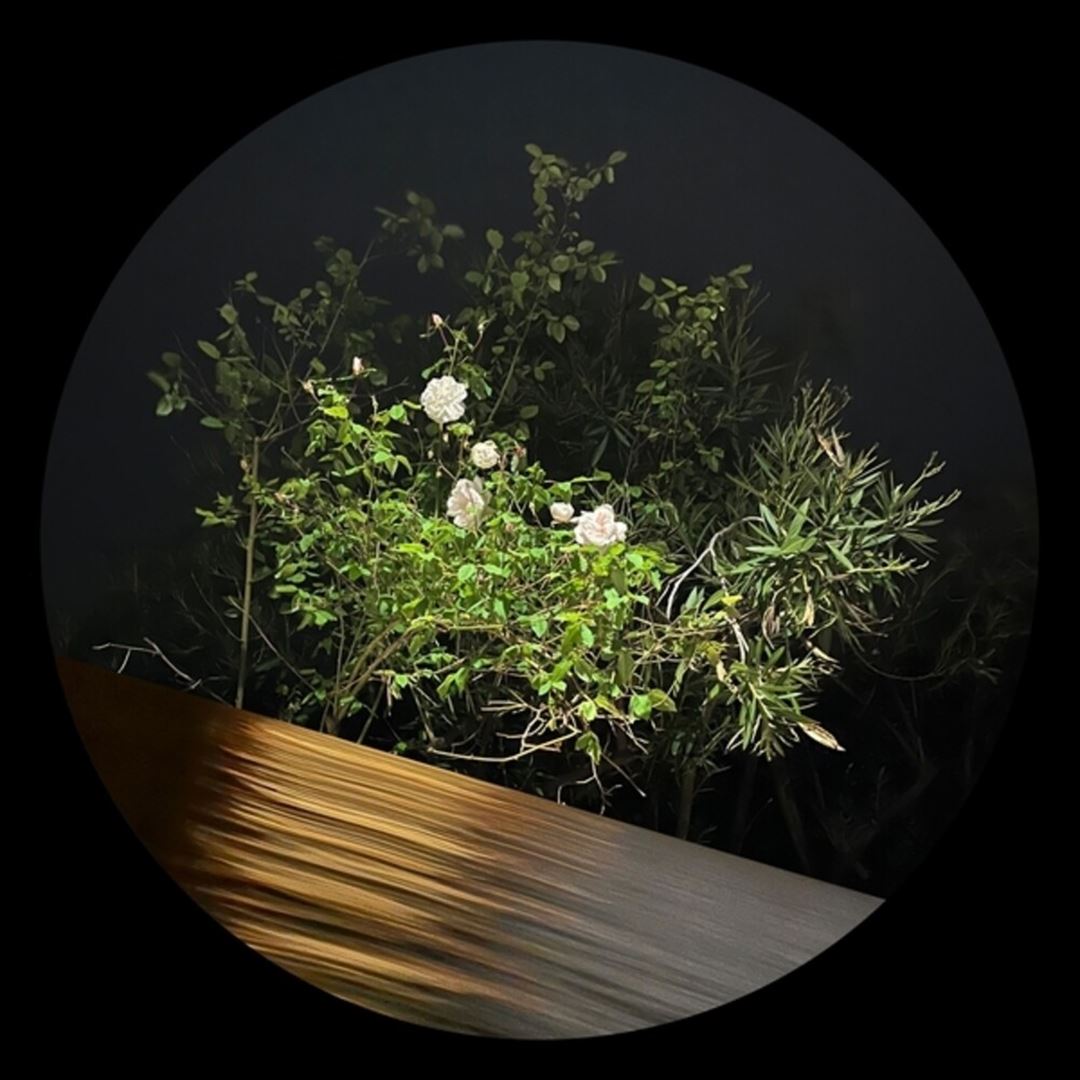 Fine Rise cover art