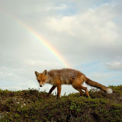 Buck Meek [Green Vinyl] cover art
