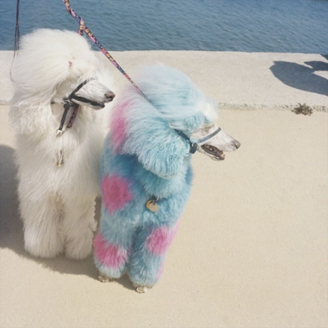 Advertise Here cover art