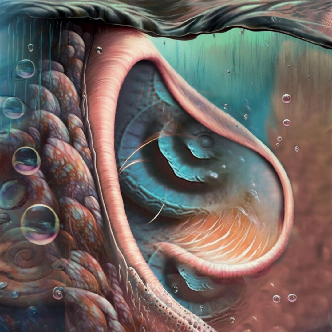 Meddle Reimagined: A Tribute to Pink Floyd  cover art