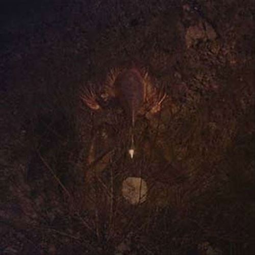 Ampire [Translucent Purple Vinyl] cover art