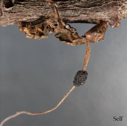 Self cover art
