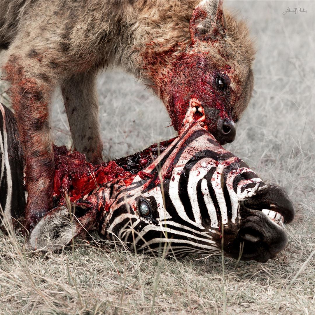 Predation Perfected cover art