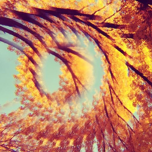 Forest Bathing cover art